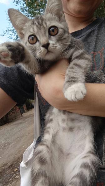 Котенок в добрые руки