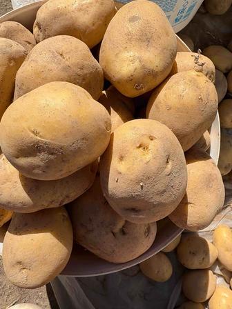 Продам местную картошку