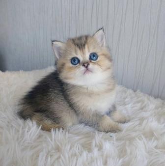 Золотые британцы котята