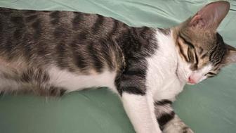 котенок в хорошие руки