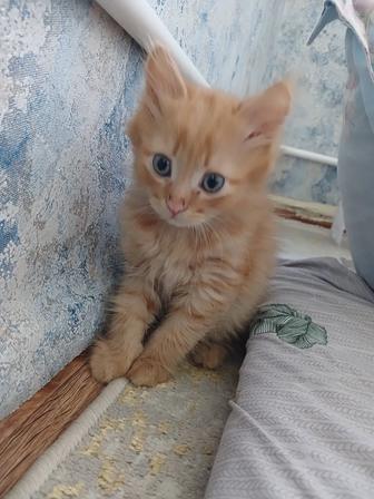 Котенок,мальчик