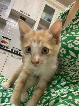 Котенок мальчик 3 месячный
