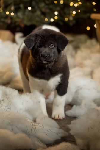 Невероятные малыши Американской Акиты