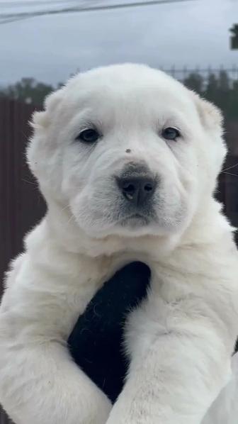 Здоровый щенок алабая с документами