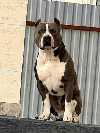 Американский стаффордширский терьер