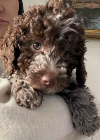 Lagotto romagnolo