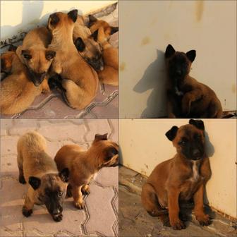 Продажа щенков