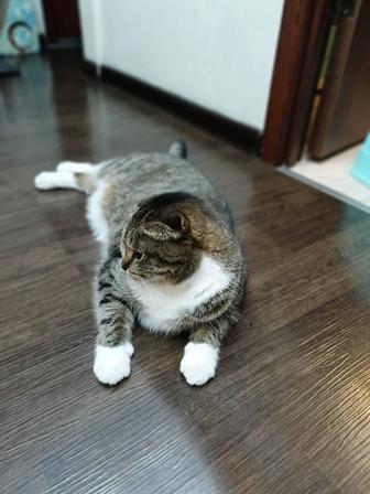 Отдам кошку бесплатно