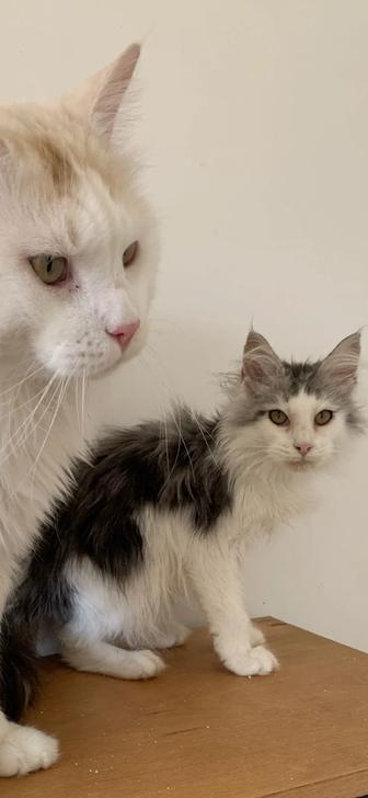 Малышки мальчики мейнкун с родословными