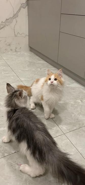 Малышки мальчики мейнкун с родословными