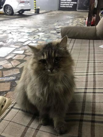 Кошка