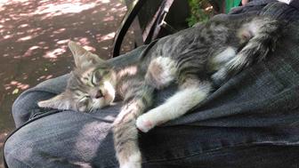 Отдам котика в добрые руки )