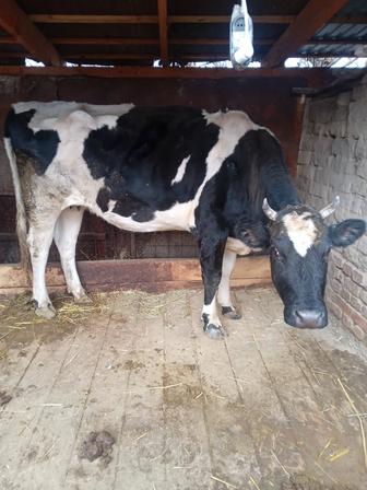 Продам корову