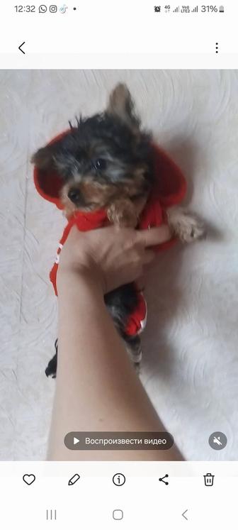 Йоркширский терьер