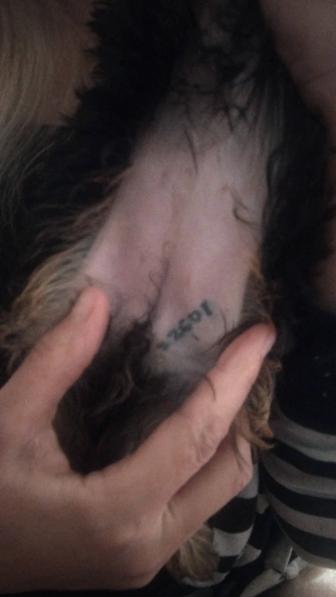 Йоркширский терьер