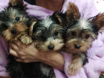 Йоркширский терьер