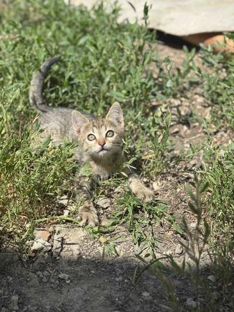 Котята ищут дом!