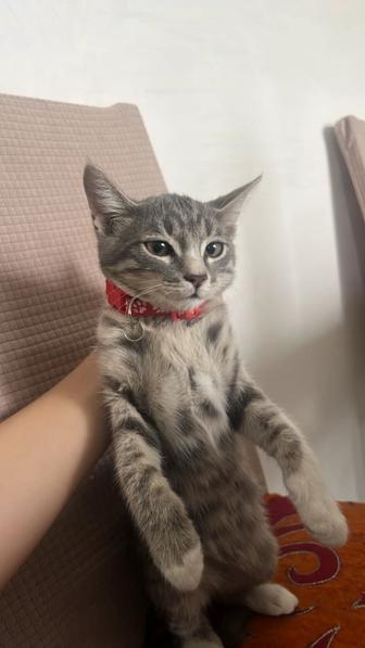 отдам кошки