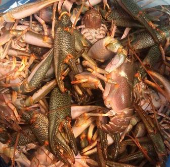 Морские Раки в наличии
