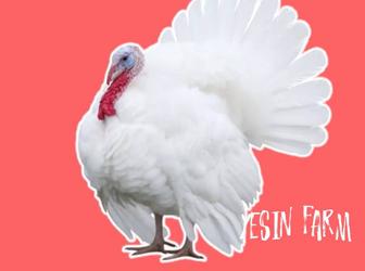 Хайбрид конвертер инкубационные яйца индюков, фермерское качество