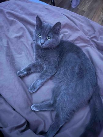 Отдам кошку