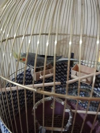 Продам попугая