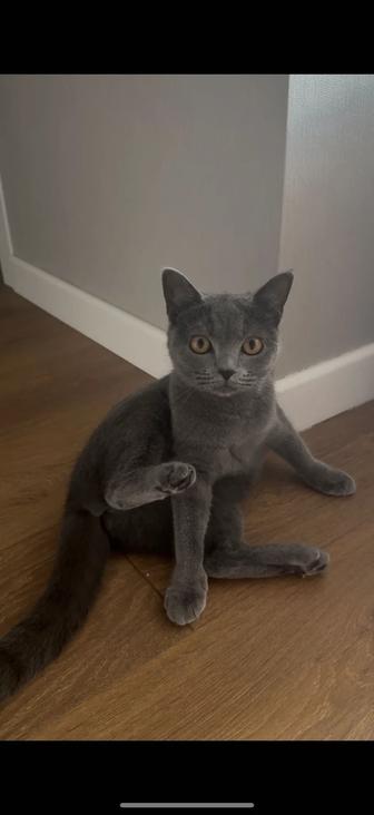 Отдам в хорошие руки кошечку