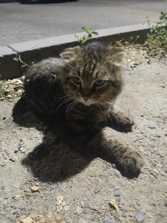 Вислоухий кот ищет старых или новых хозяев