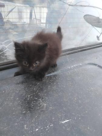 Кошки