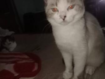 Отдам кошечек в хорошие руки