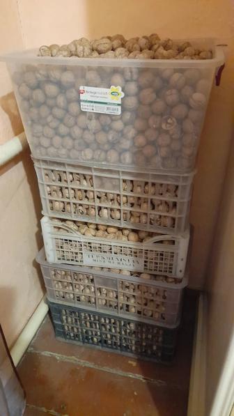 Орехи грецкие 2025