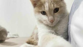 Отдам котенка 9-10 месяцев бесплатно девочка