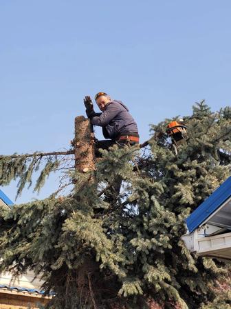 услуги по спилу деревьев. Спилим деревья. Спилить Дерево. Ағаш