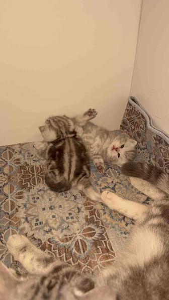 Продаются шотландские котята серого окраса, бесплатная доставка по городу