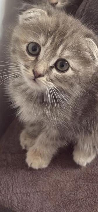 Продам котенка