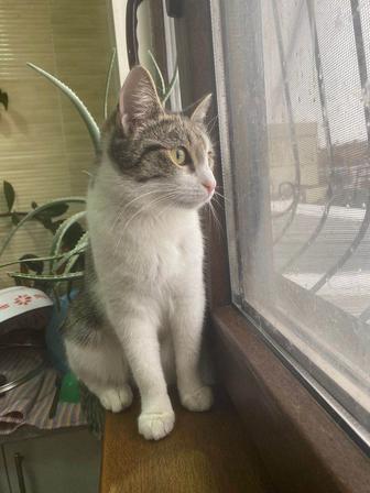 Ласковая кошечка ищет тихий дом