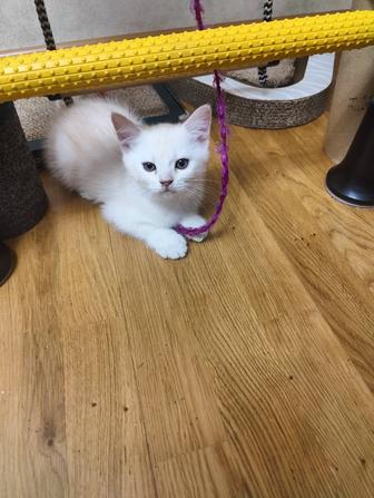 Продам породистых котят!