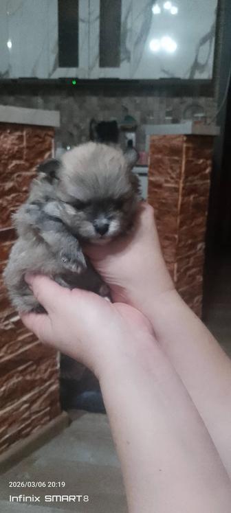 Щенки Шпицы