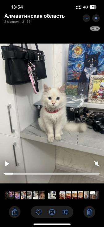 продам котика