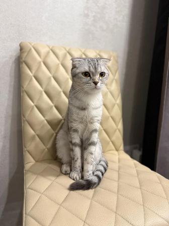 Отдам кошечку в хорошие руки