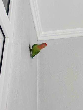 Продам попугая неразлучника, возможен обмен на волнистика