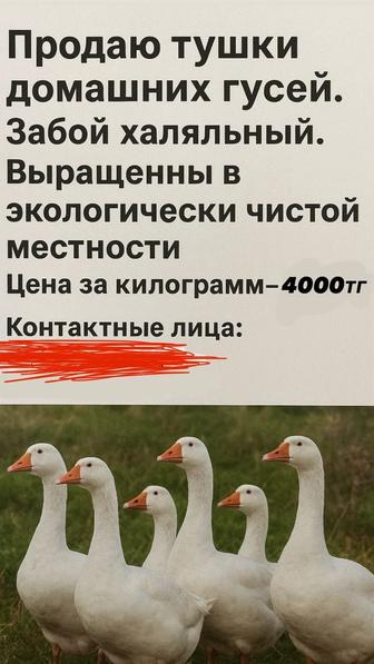 Продаю тушки домашних гусей
