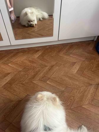 Продам немецкого шпица