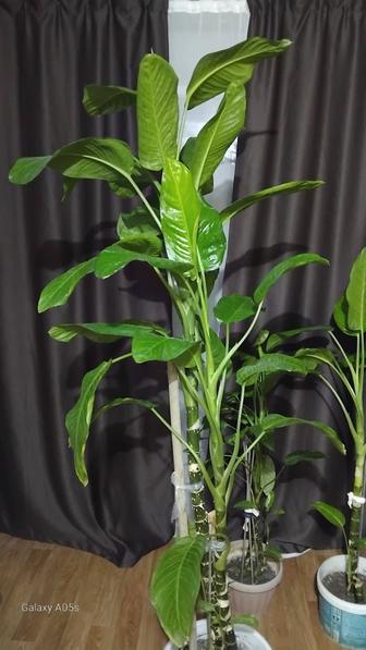 Продаю растения