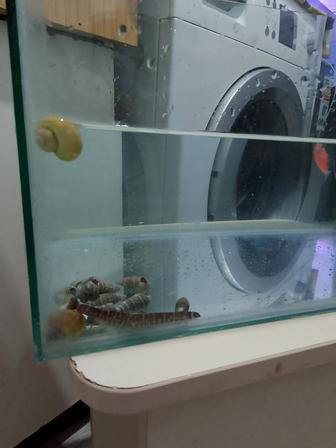 Аквариум 20 литр. 2цветной рыба. 2 солдат рыбка. 1 змейка рыбка