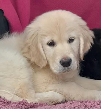 Щенки золотистого ретривера, каспирассрочка, РЭД