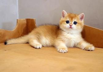 Продажа золото шиншилл котят!