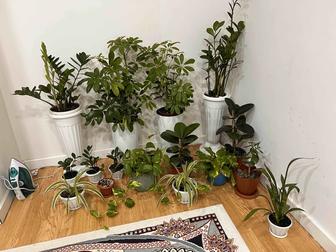 Комнатные растения