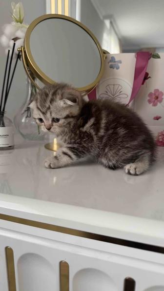 Шотландские котята скоттиш-фолд и скоттиш-страйт