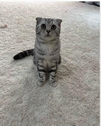 Продам - вислоухий котик
